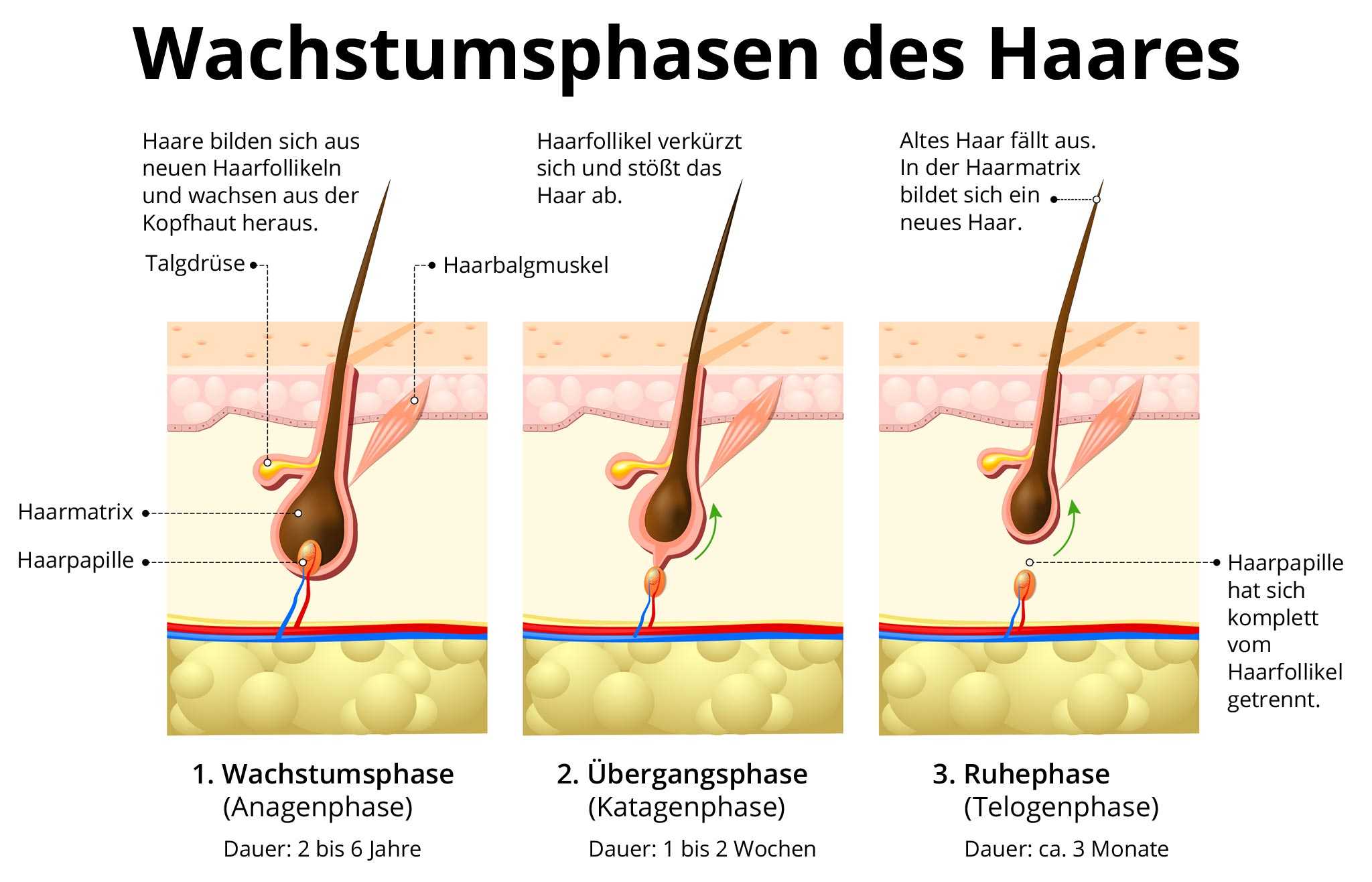 entdecken sie die geheimnisse des wachstums von picsellia! erfahren sie, wie sie ihre pflanzen optimal pflegen und ihre entwicklung fördern können. tipps und tricks für die gesunde entwicklung ihrer picsellia-pflanzen!