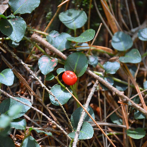 entdecken sie die faszinierende welt der beeren und die atemberaubende schönheit der silizium-prärie. erleben sie die perfekte kombination aus natur und technologie in einer einzigartigen umgebung.