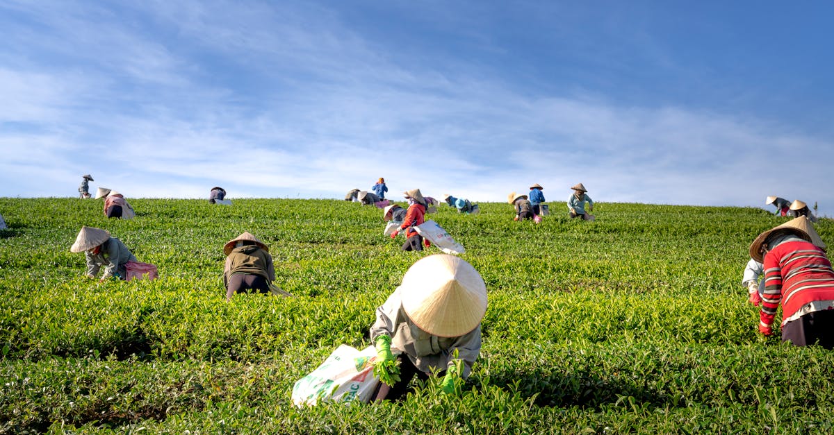 entdecken sie die neuesten entwicklungen in der landwirtschaft, von nachhaltigen anbaumethoden bis zu innovativen technologien. erfahren sie, wie die landwirtschaft eine schlüsselrolle in der ernährungssicherung und umweltschutz spielt.